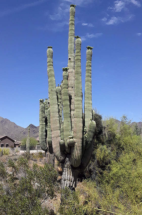 Saguaro