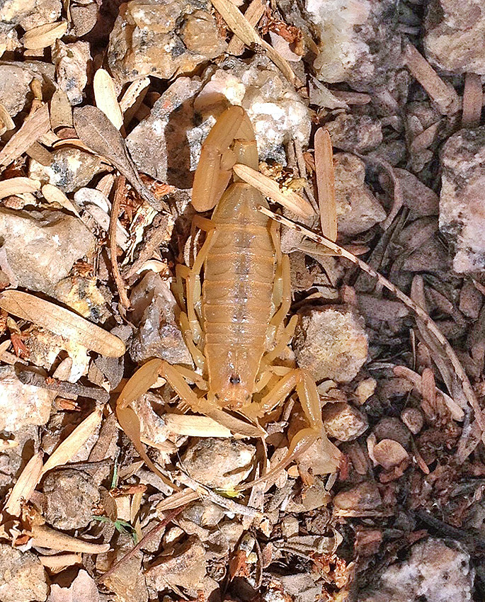 bark scorpion