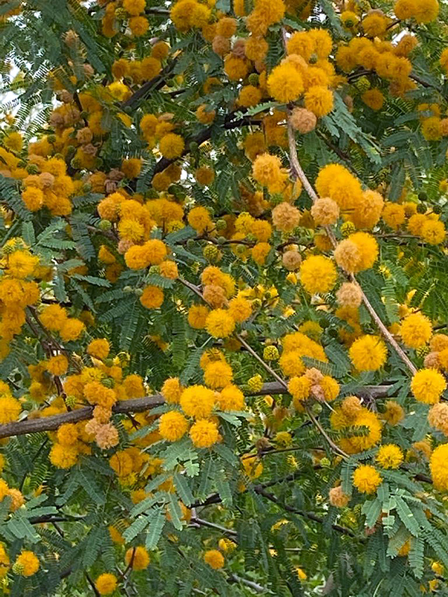 mimosa