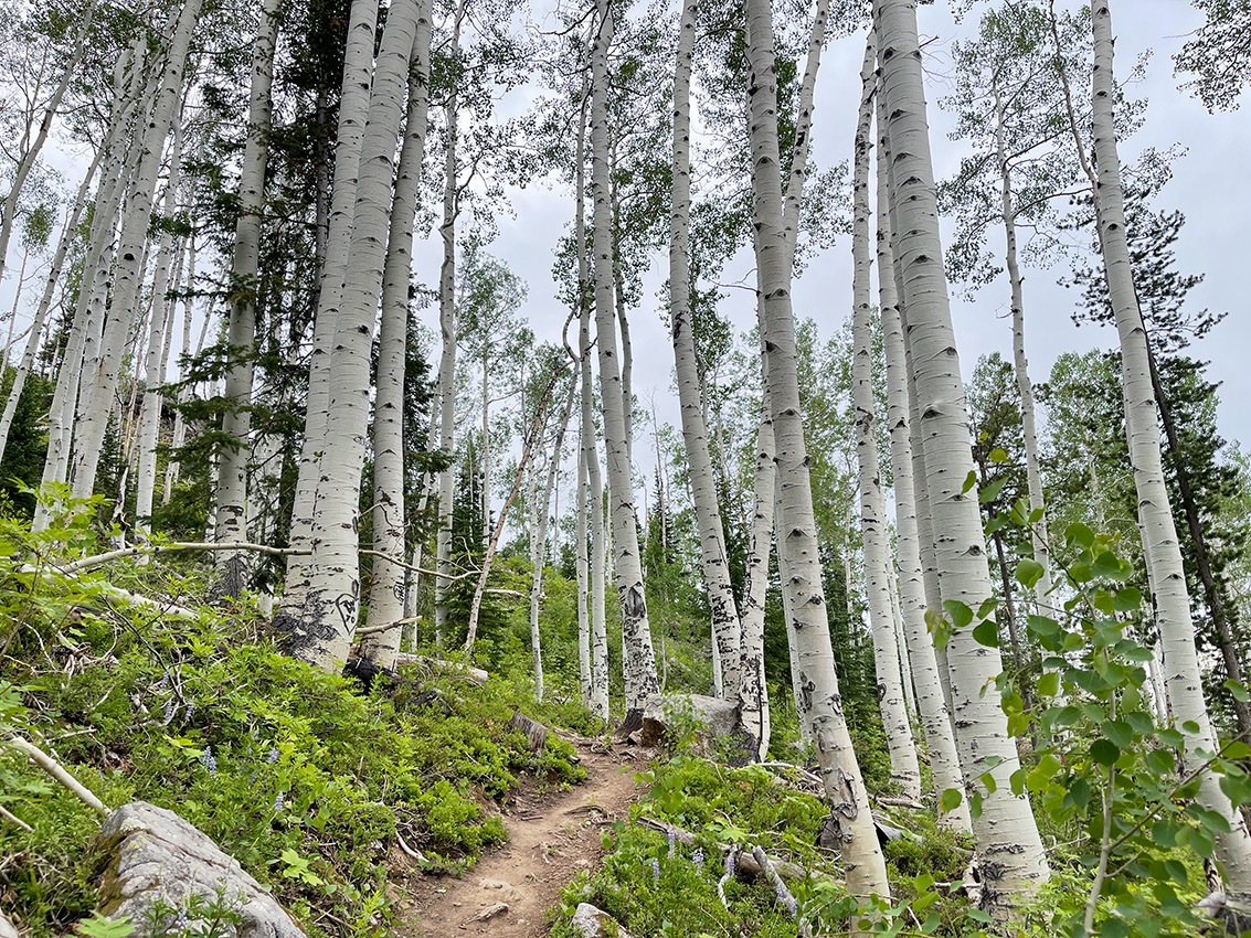 Thunderhead Trail